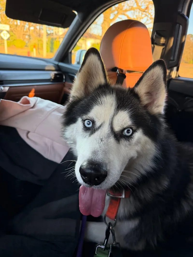 Lucius: Loyal Luci Needs thumbnail 6