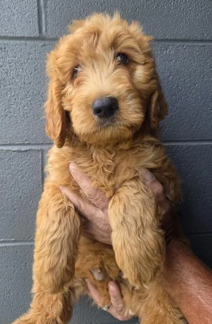 A baby large-sized male Golden Retriever dog named Turbo for adoption in Malvern, PA
