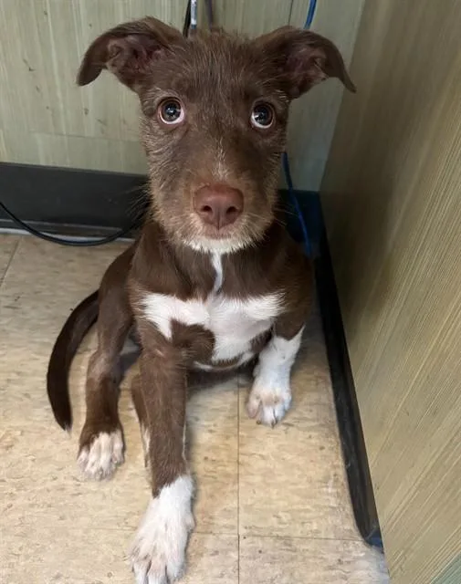 A baby medium-sized female Wirehaired Terrier dog named Fiona A for adoption in Plano, TX