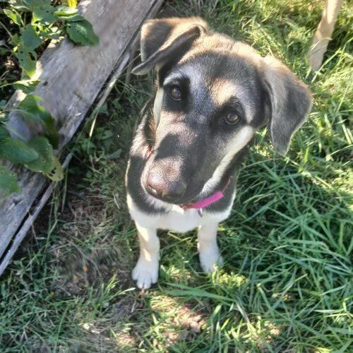 A baby medium-sized female Bicolor German Shepherd Dog dog named Dorothy for adoption in Raleigh, NC