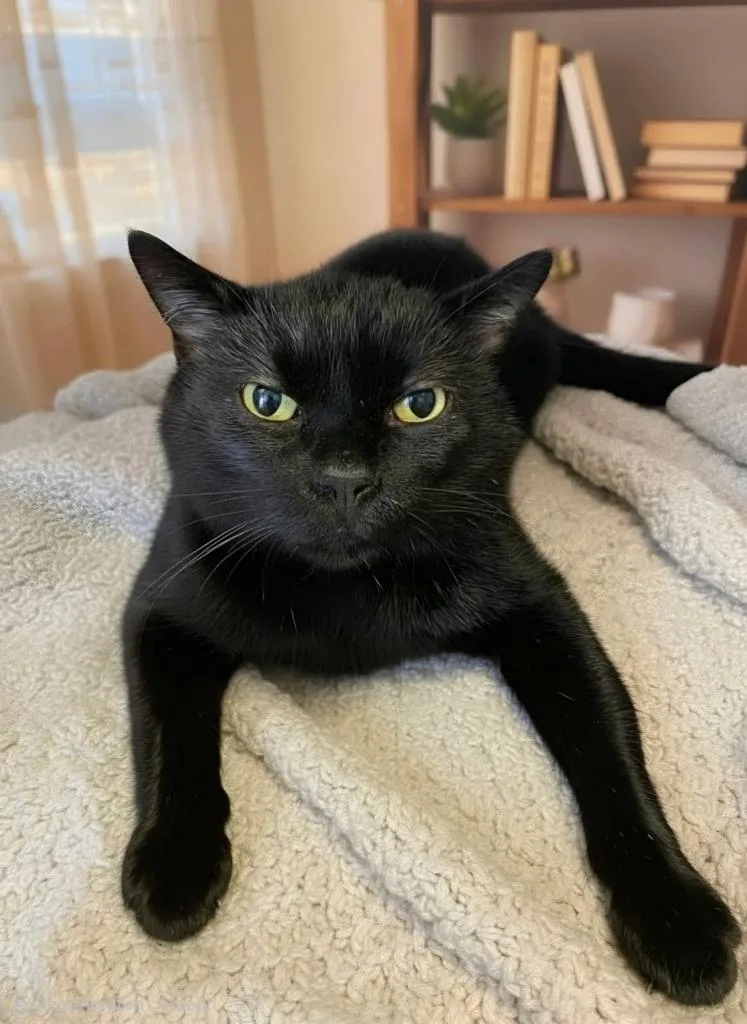 A young small-sized male Domestic Short Hair cat named Severus Snape for adoption in Detroit, MI