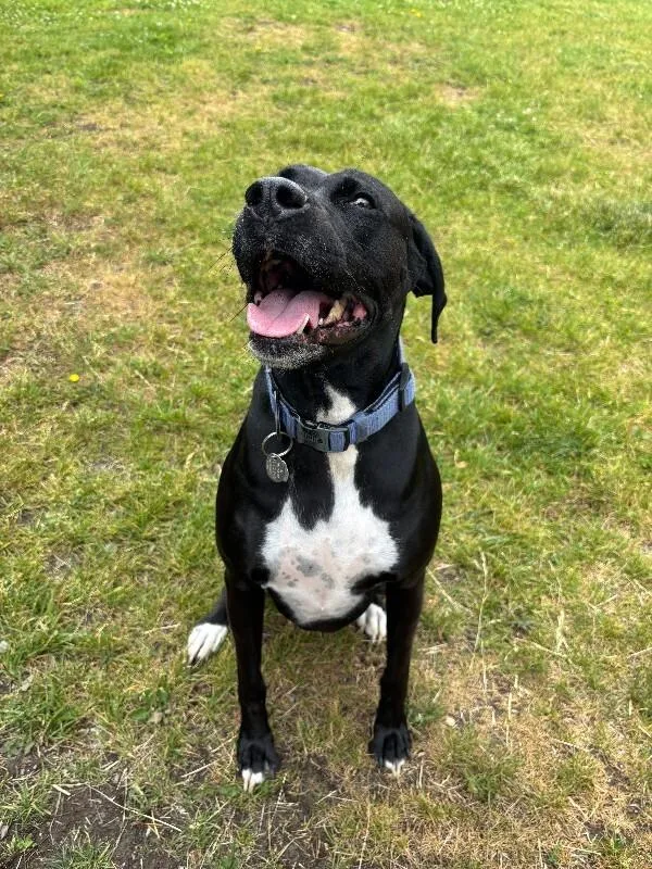 A senior large-sized female Boxer dog named Bailey for adoption in Cortland, NY