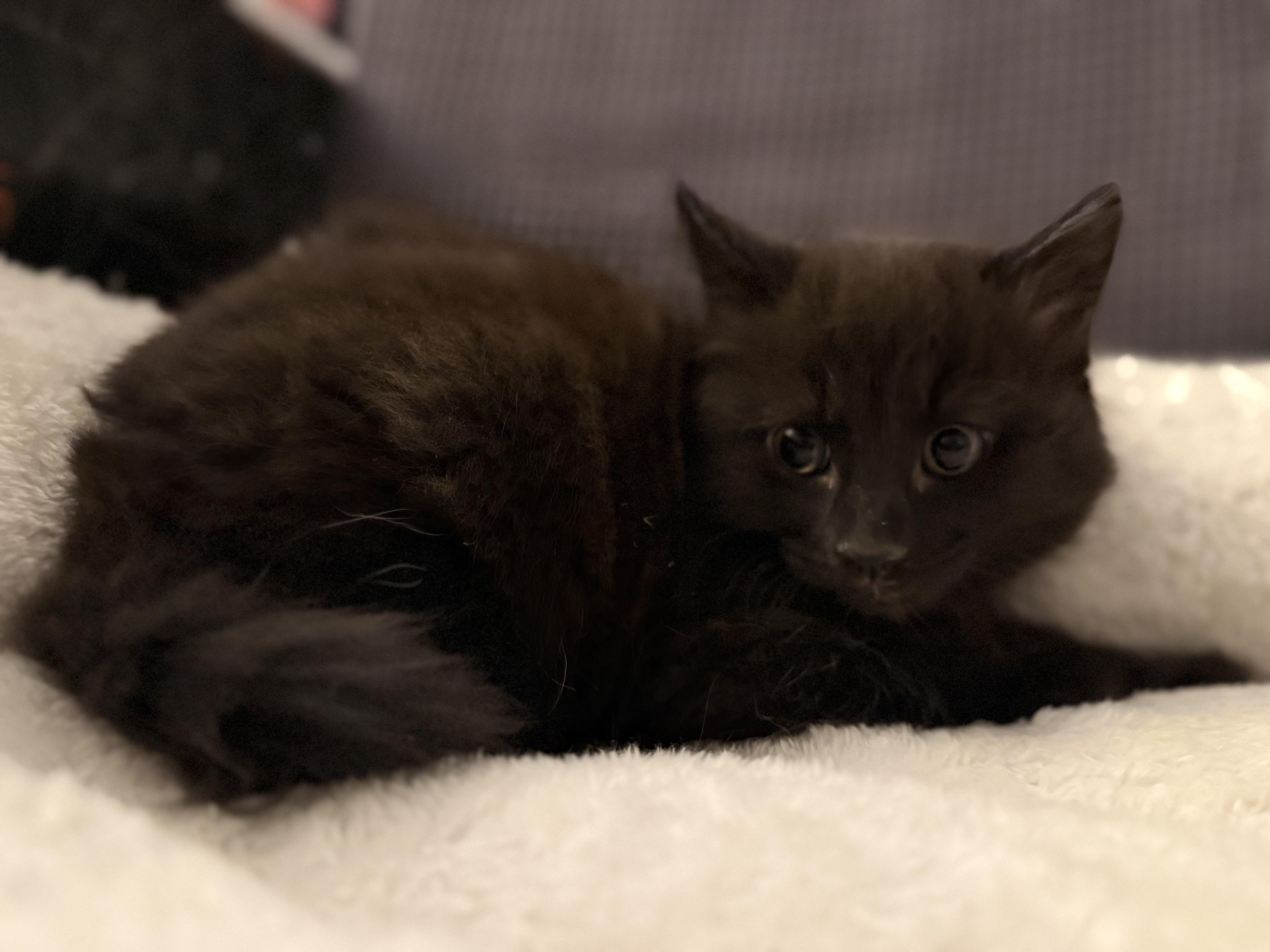 Sherlock Paws