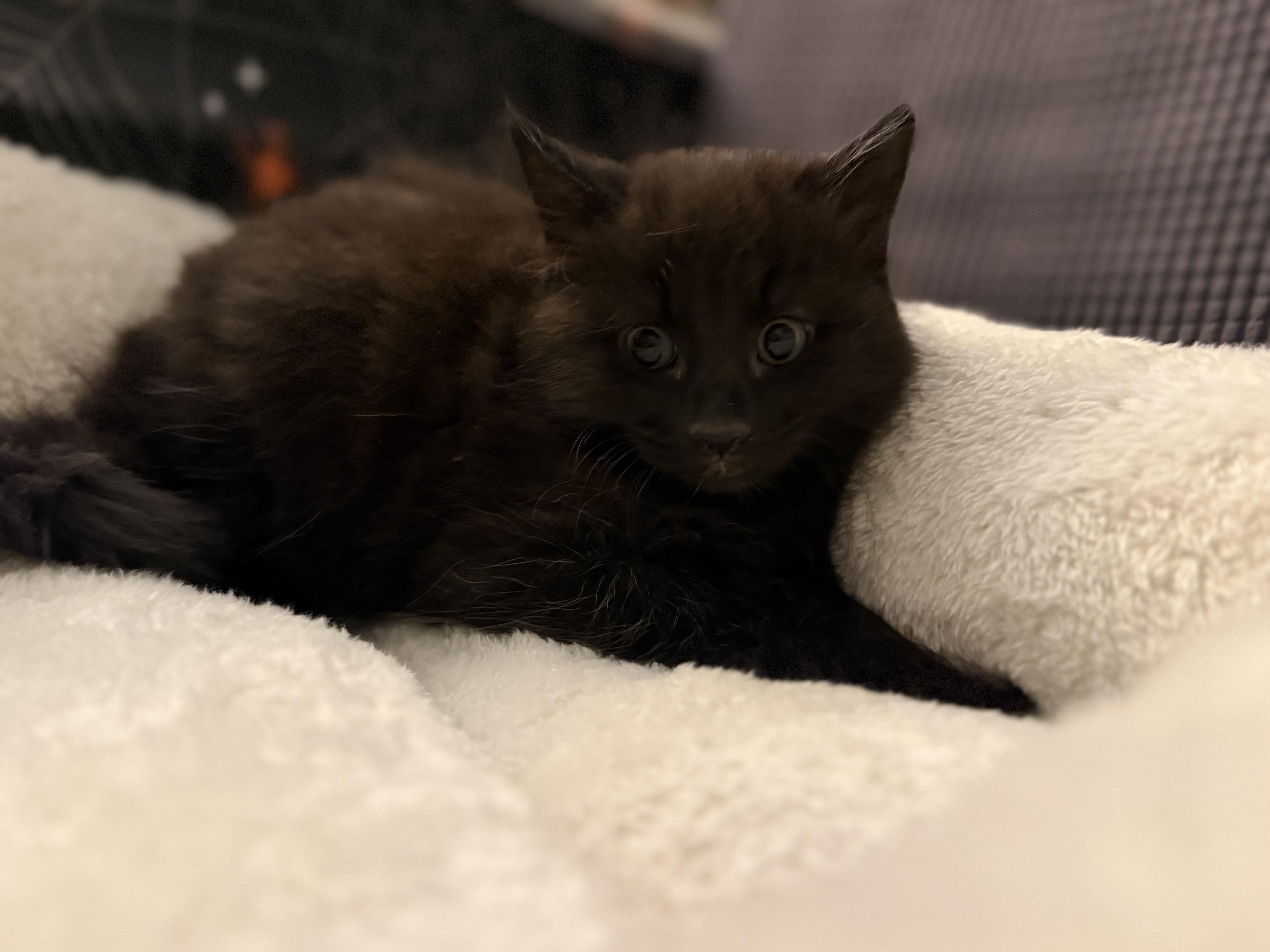 Sherlock Paws thumbnail 2