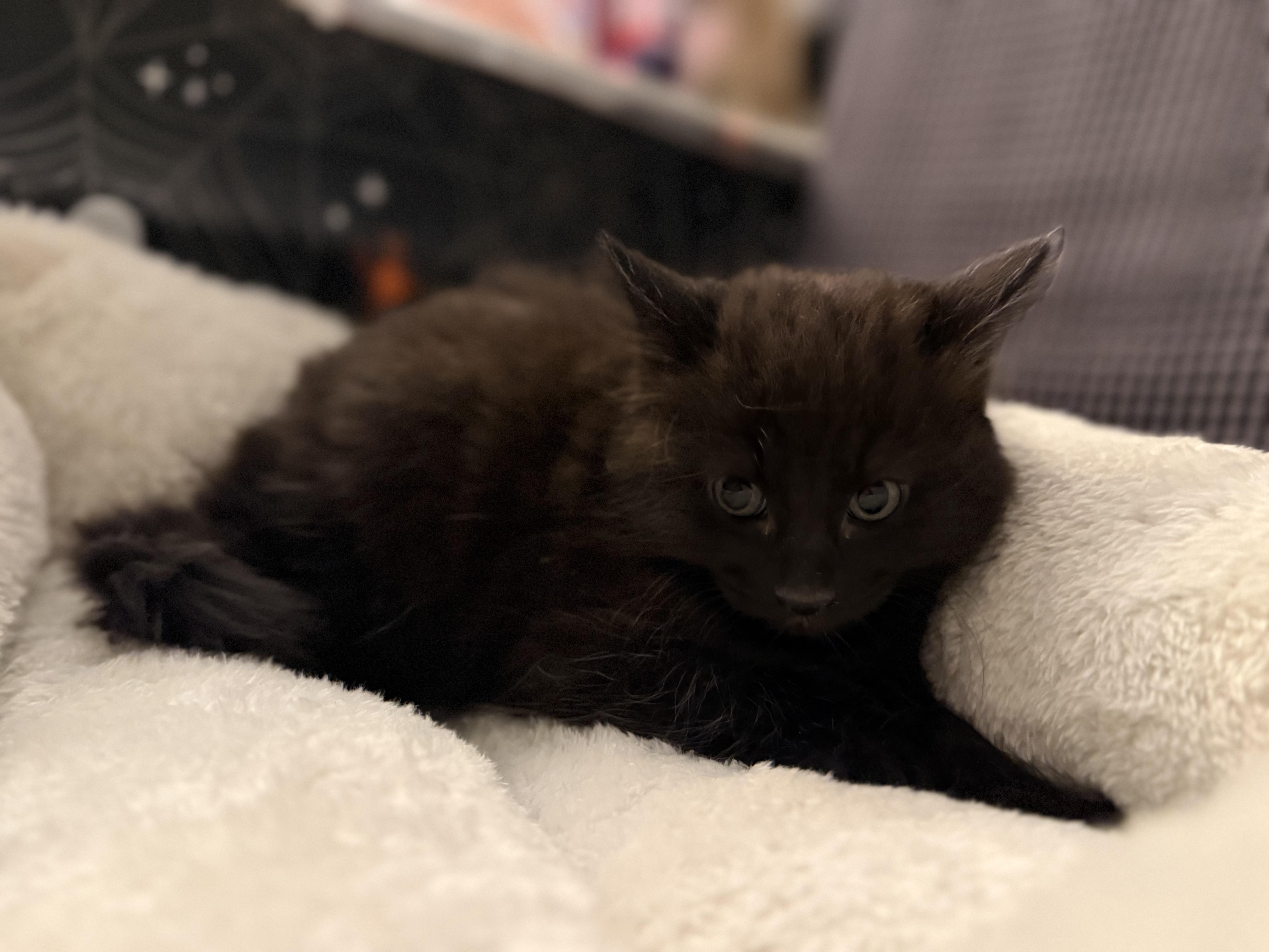 Sherlock Paws thumbnail 3