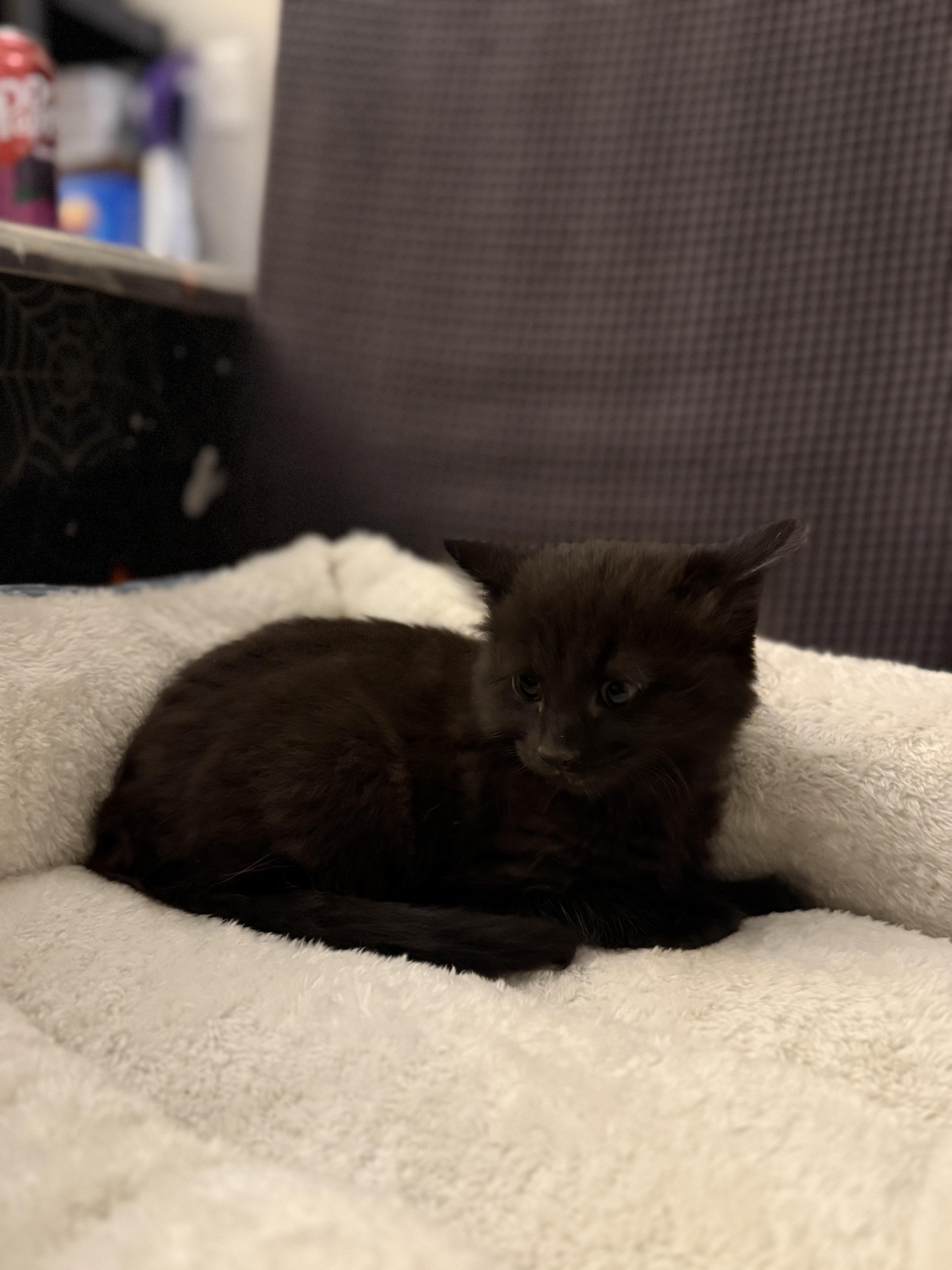Sherlock Paws thumbnail 4