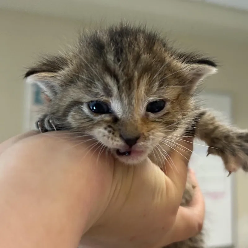 A baby small-sized female Torbie Domestic Short Hair cat named Lemon Meringue for adoption in Chattanooga, TN