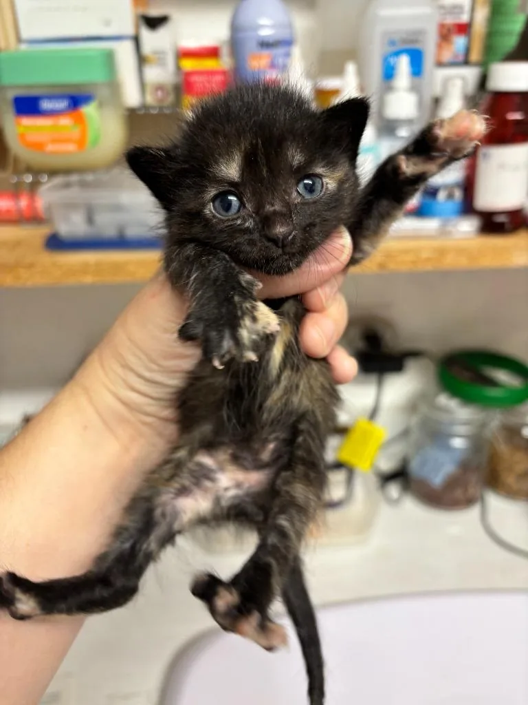 A baby small-sized female Domestic Short Hair cat named Mary for adoption in Rutherfordton, NC
