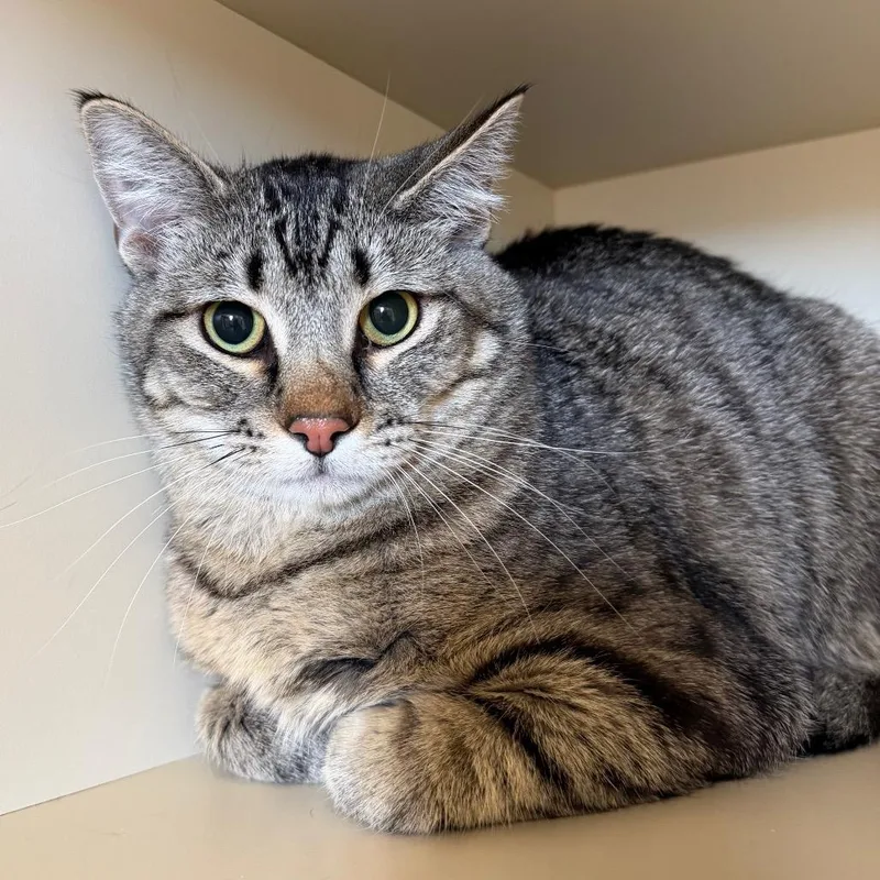 A young small-sized male Gray / Blue / Silver Domestic Short Hair cat named Tristan for adoption in Cody, WY