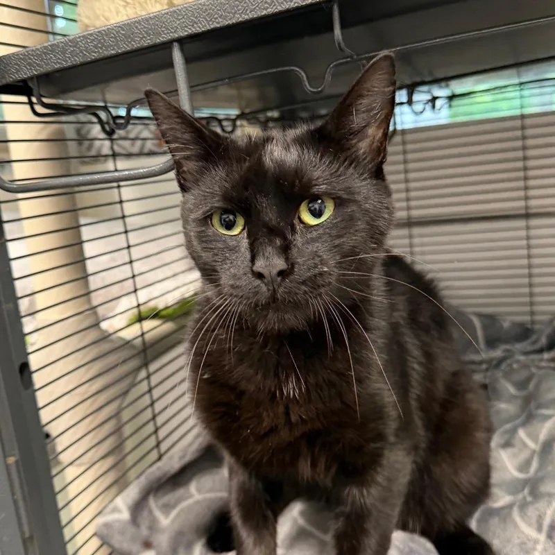 An adult medium-sized male Black Domestic Short Hair cat named Vincent for adoption in Hampton Bays, NY