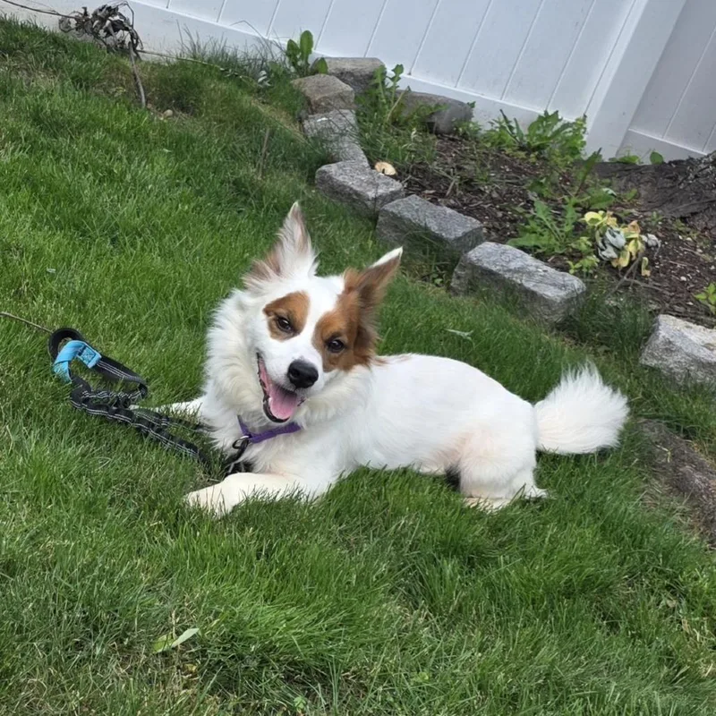An adult medium-sized male White / Cream Cardigan Welsh Corgi dog named Simba for adoption in Staten Island, NY