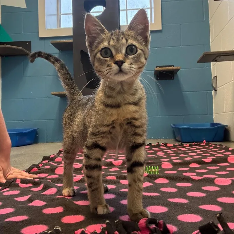 A baby small-sized female Brown / Chocolate Domestic Short Hair cat named Calico Toe for adoption in Carencro, LA