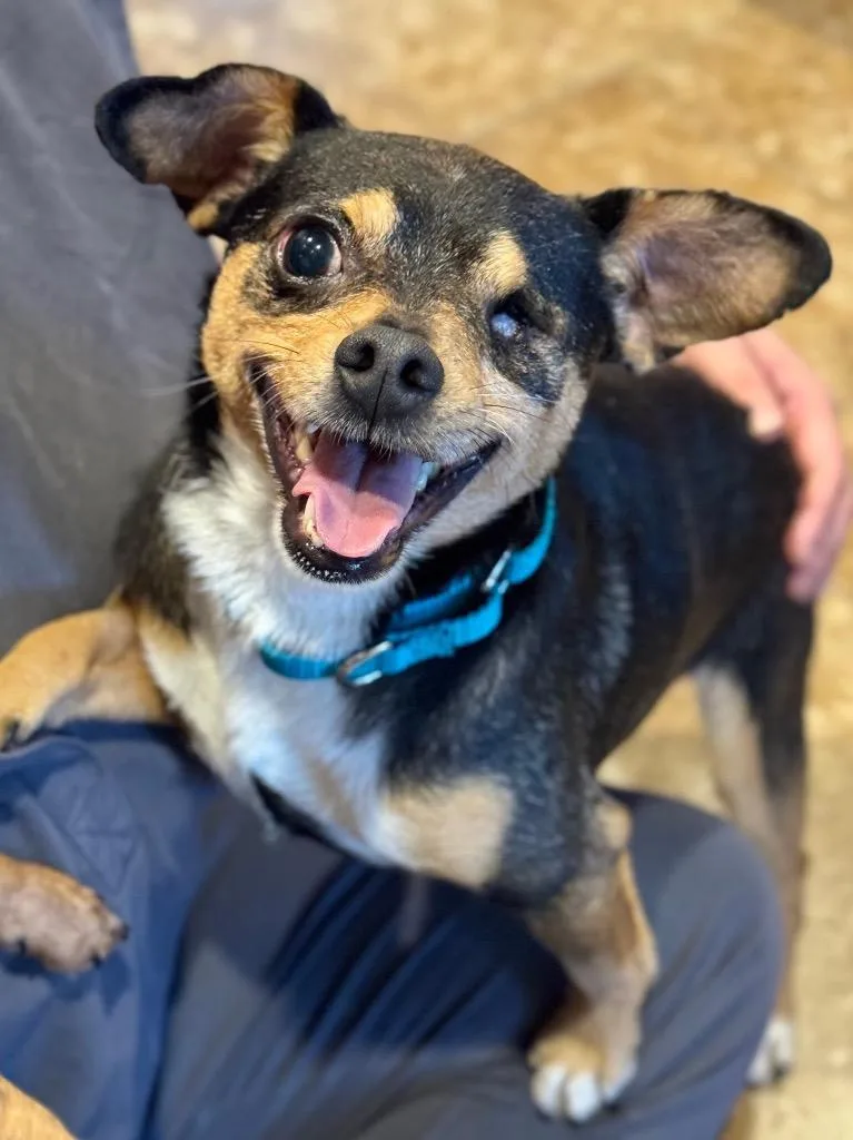 A young small-sized male Chihuahua dog named Sparrow for adoption in New Braunfels, TX
