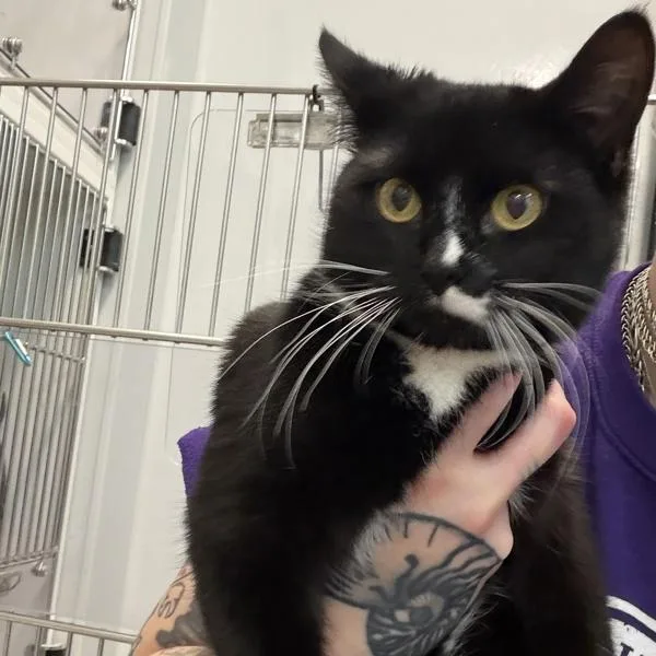 A young small-sized female Domestic Short Hair cat named Blanche for adoption in Des Moines, IA