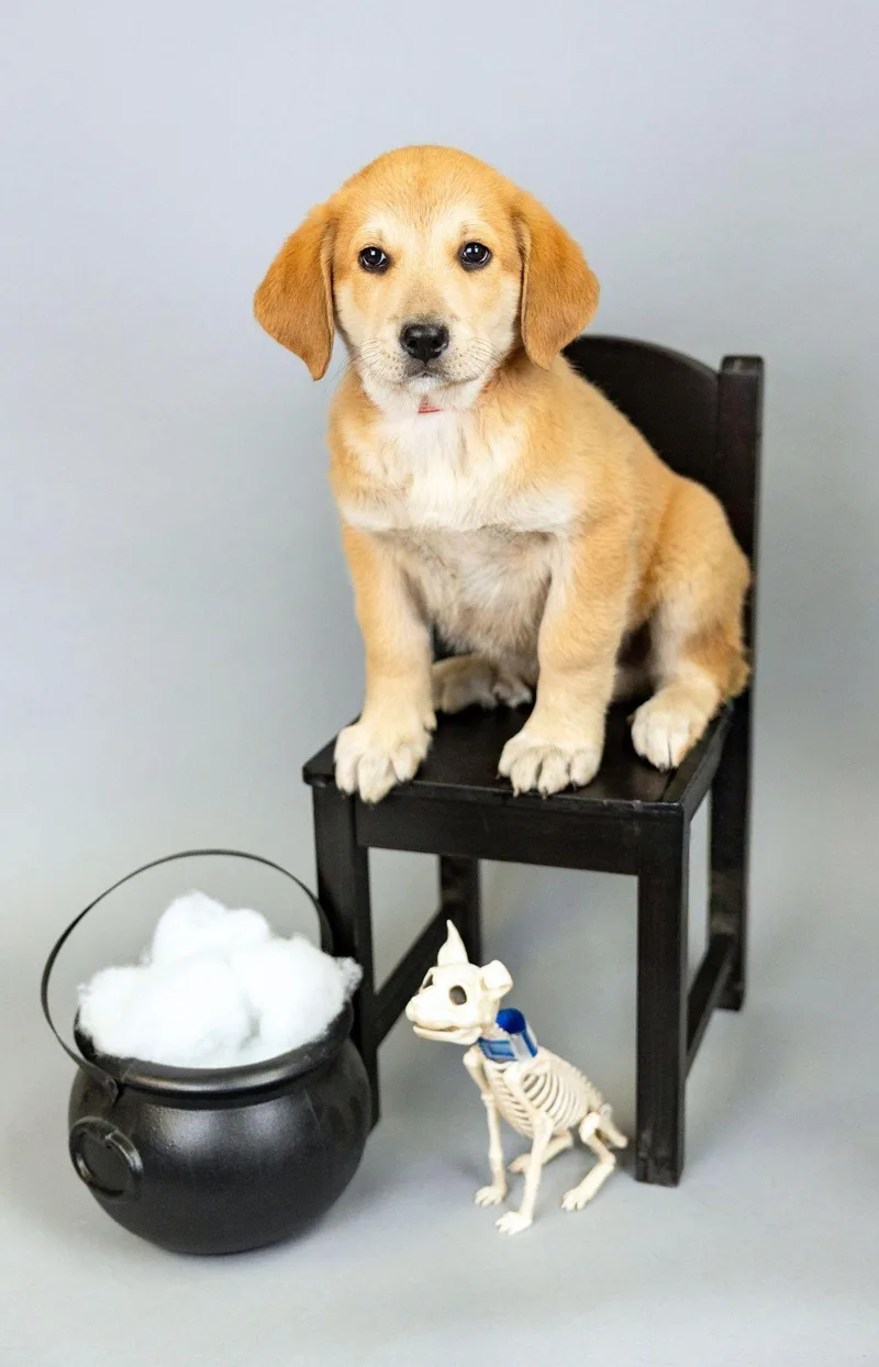 A baby large-sized male Great Pyrenees dog named 866-26 for adoption in Brighton, CO
