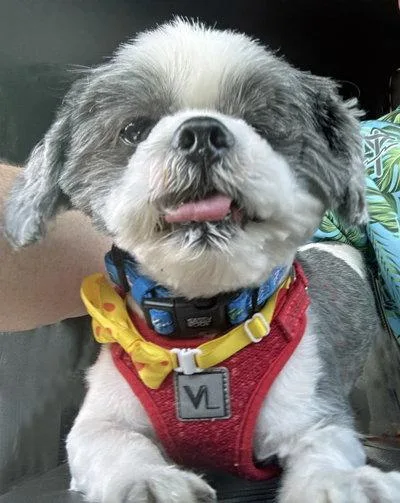 Cooper
