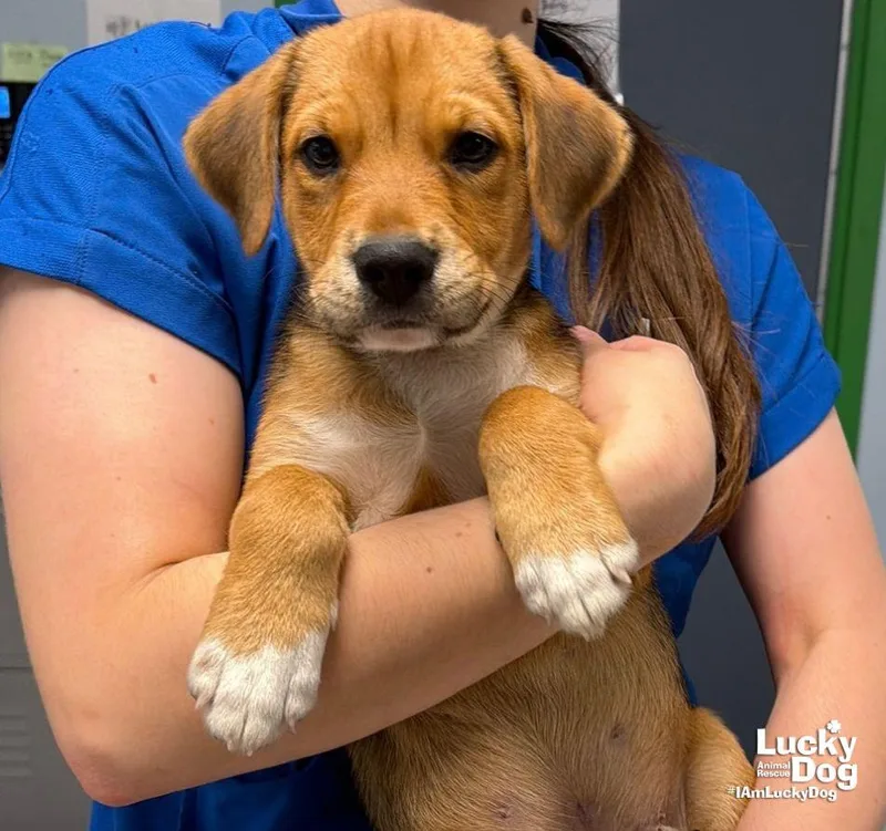 A baby large-sized male Beagle dog named Sweet Travis for adoption in Washington, DC