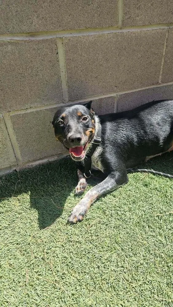 A baby medium-sized female Tricolor (Brown, Black, & White) Australian Cattle Dog / Blue Heeler dog named Sweetie for adoption in Parker, CO