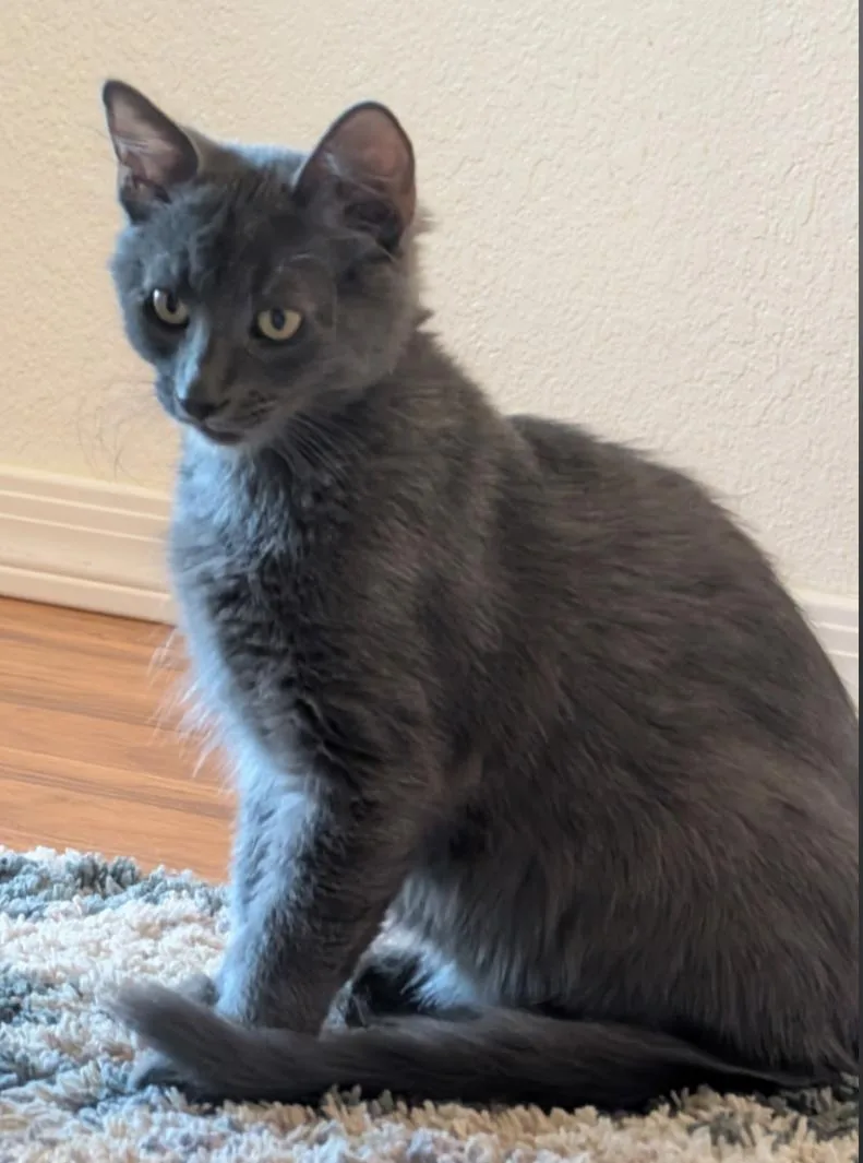 A young medium-sized male Domestic Short Hair cat named Smokey for adoption in Phoenix, AZ