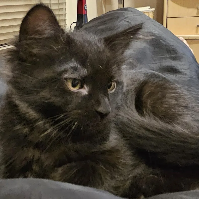 A baby small-sized female Black Domestic Medium Hair cat named Willow for adoption in Los Angeles, CA