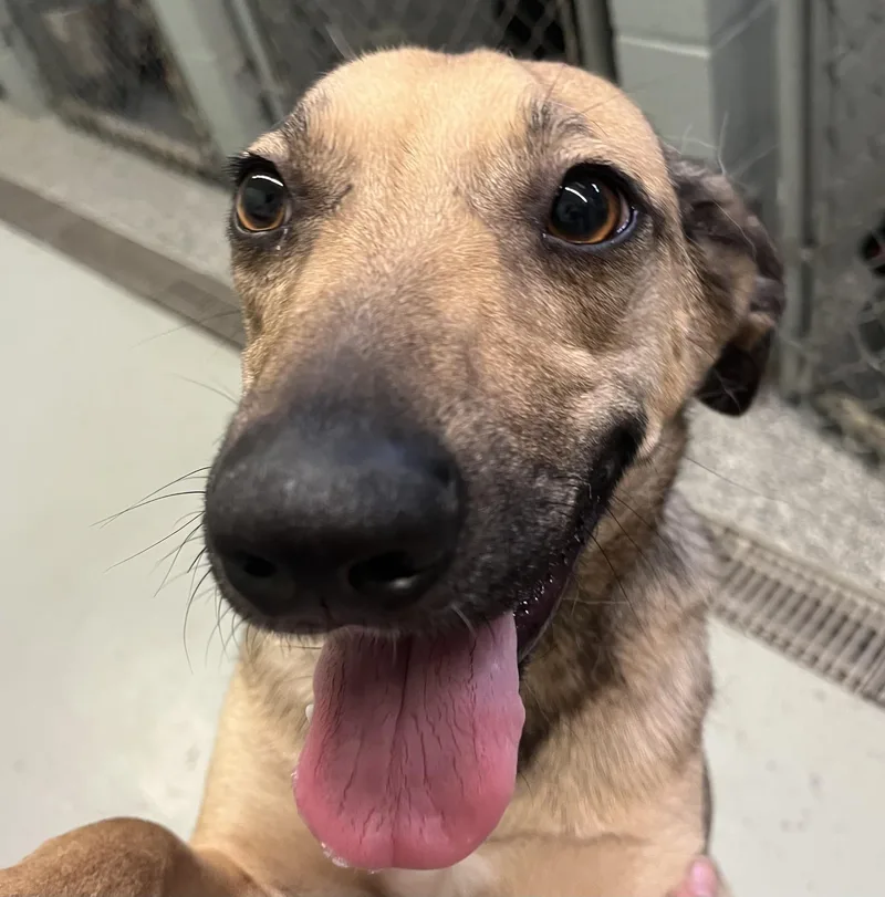 An adult medium-sized female Bicolor Black Mouth Cur dog named Busy Body for adoption in Boyne City, MI