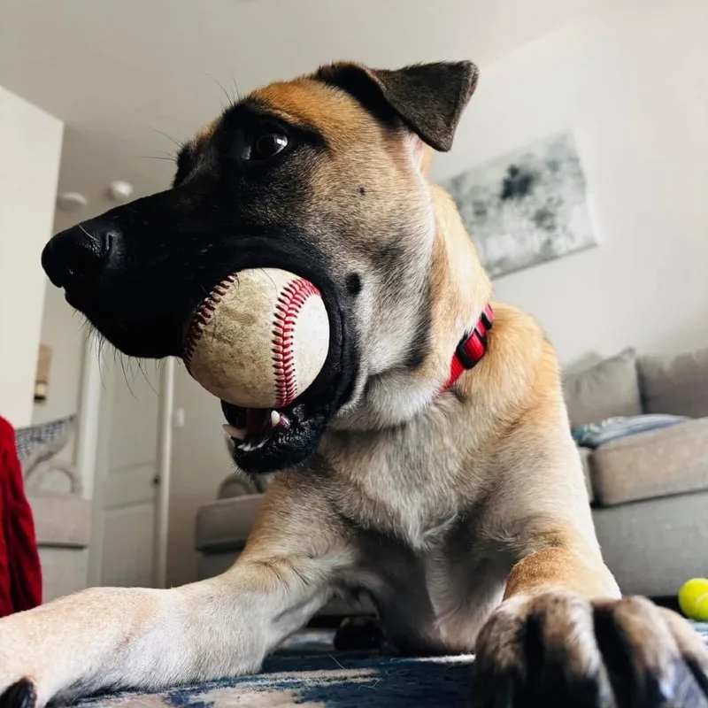 Bandit