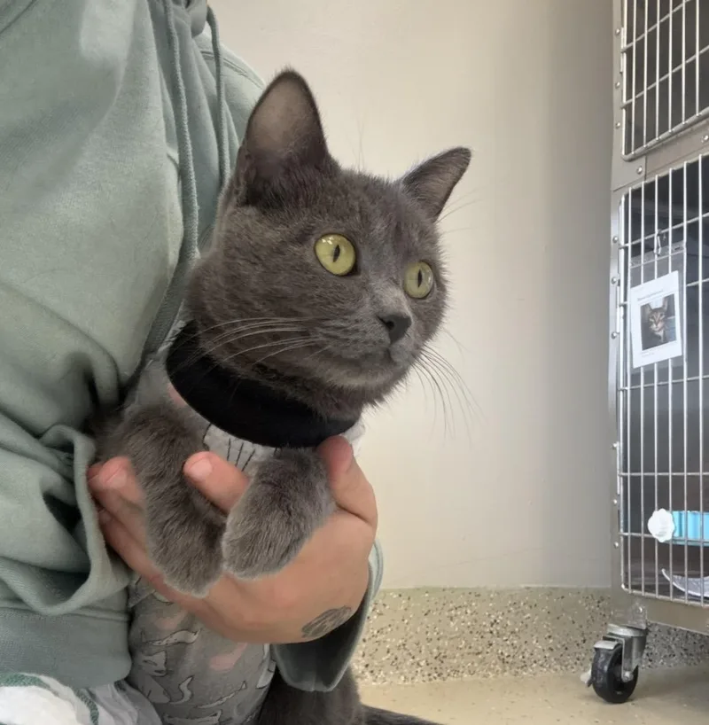 An adult medium-sized female Gray / Blue / Silver Domestic Short Hair cat named Tempest for adoption in Little Falls, MN