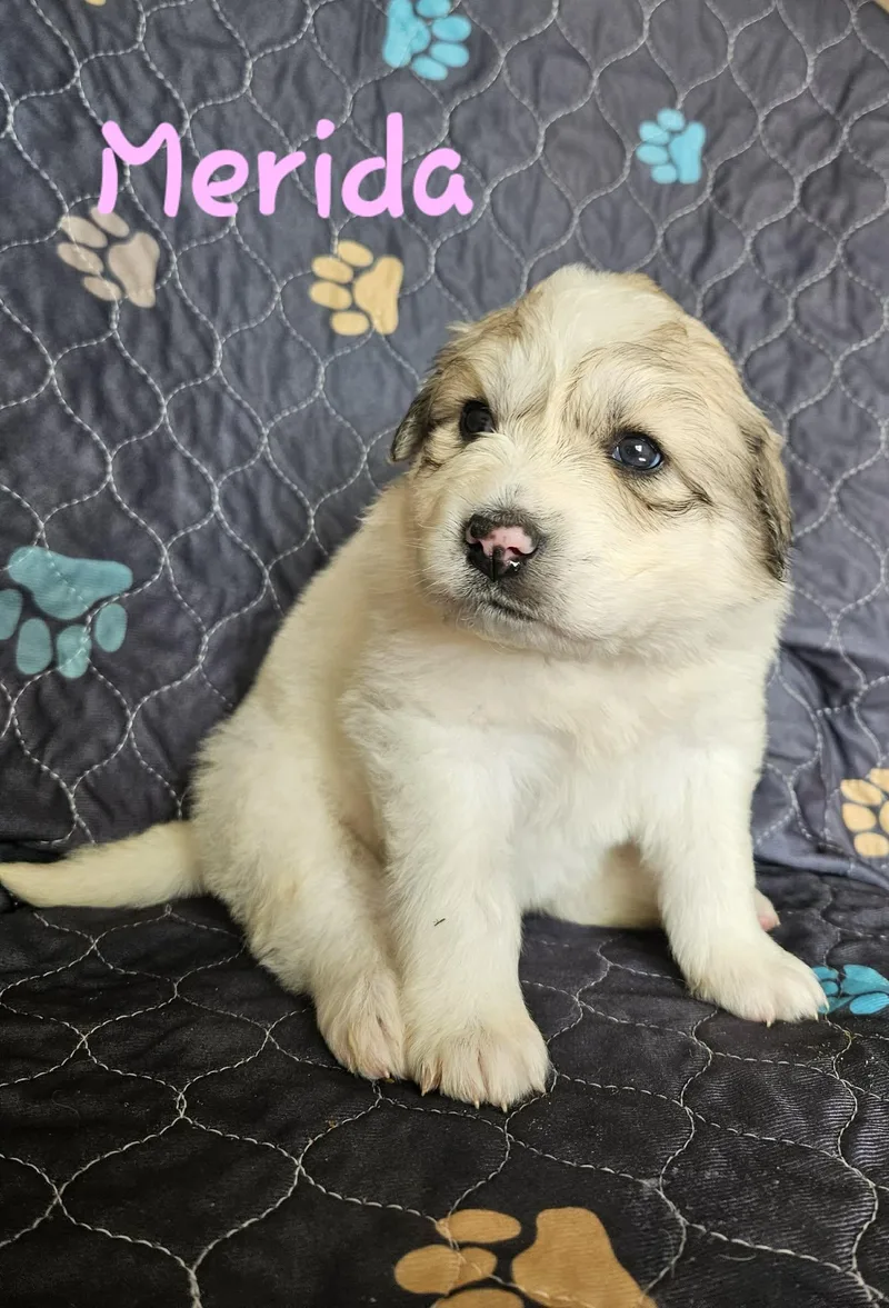A baby extra large-sized female Great Pyrenees dog named Merida for adoption in Croydon, NH