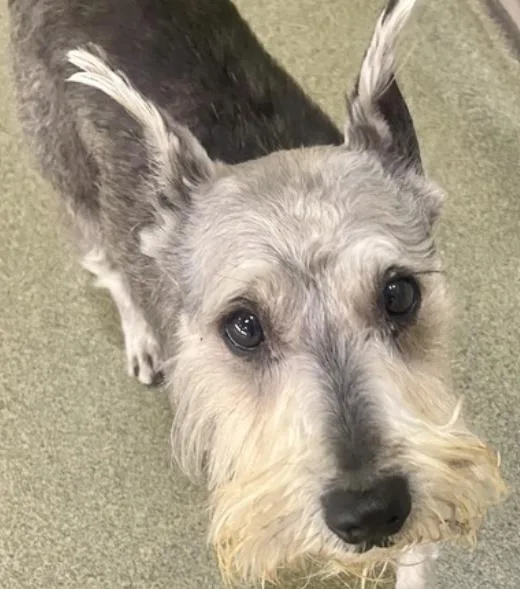 An adult small-sized male Gray / Blue / Silver Schnauzer dog named Fonzie for adoption in Palatine, IL