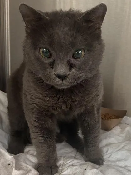 An adult medium-sized male Domestic Short Hair cat named Olive for adoption in West Chester, PA