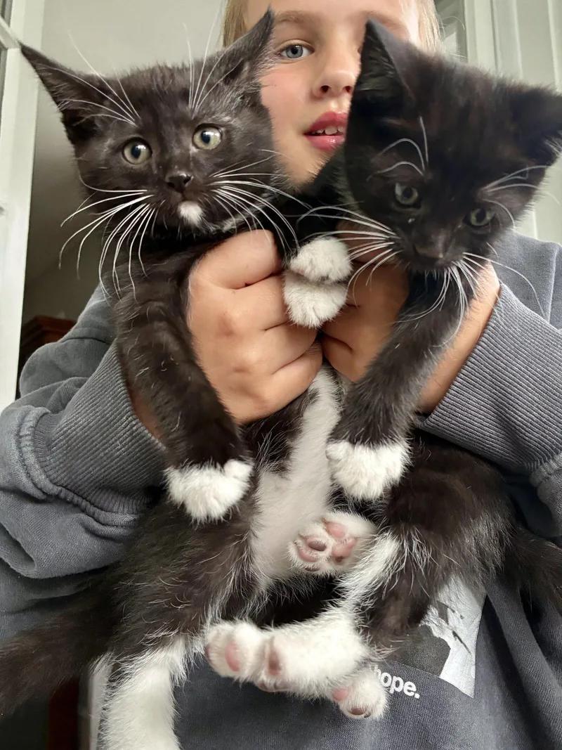 A baby medium-sized female Black & White / Tuxedo Domestic Short Hair cat named Daffodil  Willow Grove for adoption in Greenville, DE