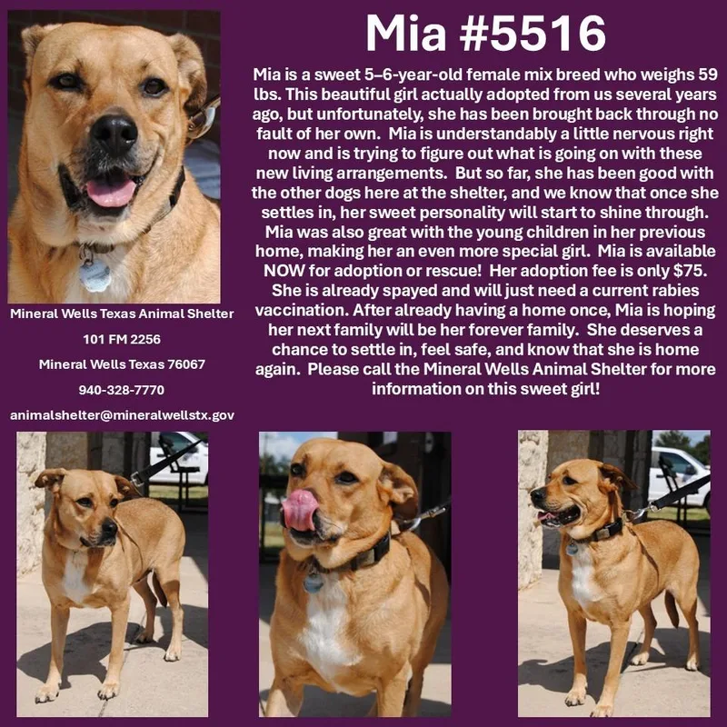 An adult medium-sized female Tricolor (Brown, Black, & White) Black Mouth Cur dog named Mia for adoption in Mineral Wells, TX
