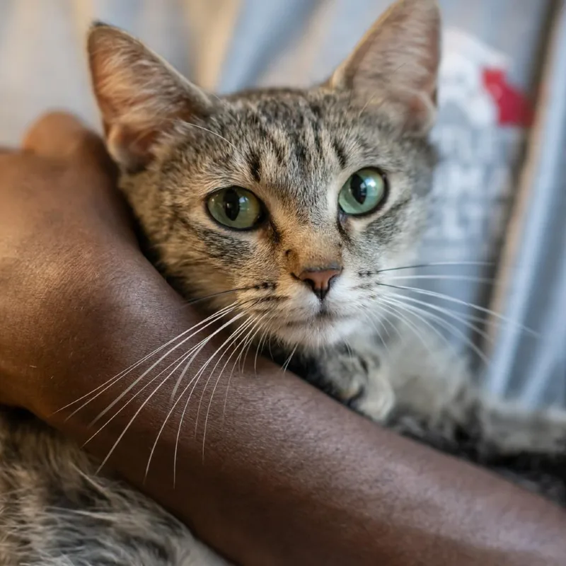 A young medium-sized female Gray / Blue / Silver Domestic Short Hair cat named Frida for adoption in Bartlett, TN