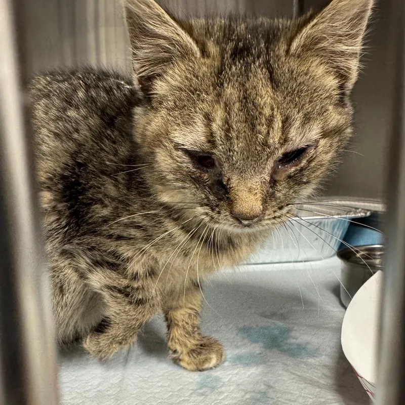 A young small-sized female Buff / Tan / Fawn Domestic Short Hair cat named Ophelia Arc for adoption in Akron, NY