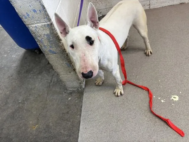 A young medium-sized male Bull Terrier dog named Billy for adoption in San Bernardino, CA