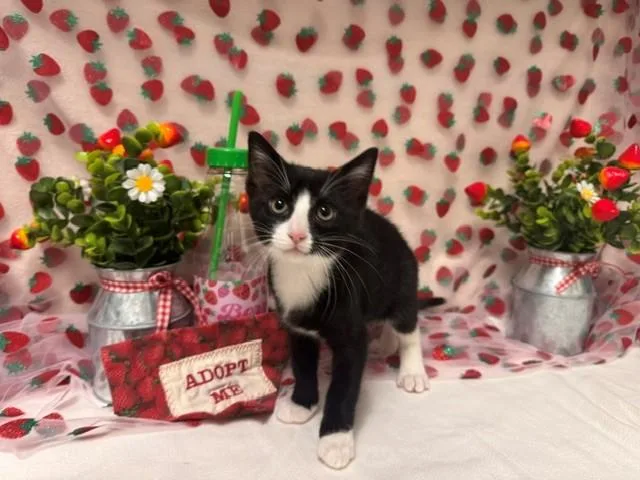 A baby small-sized male Domestic Short Hair cat named Penguin for adoption in Fairfield, CA