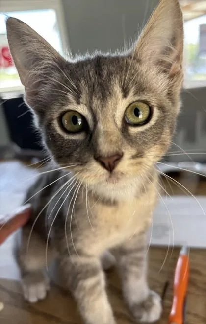 A baby medium-sized female Domestic Short Hair cat named Skyla for adoption in West Memphis, AR