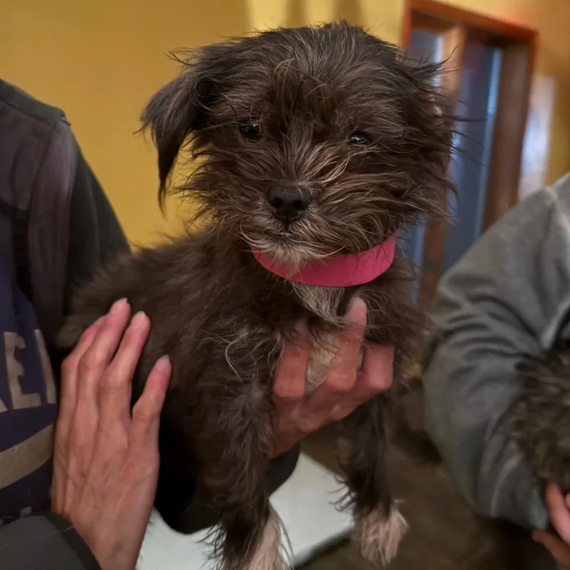 A young small-sized female Shih Tzu dog named Iyo Sky for adoption in Madison, WI