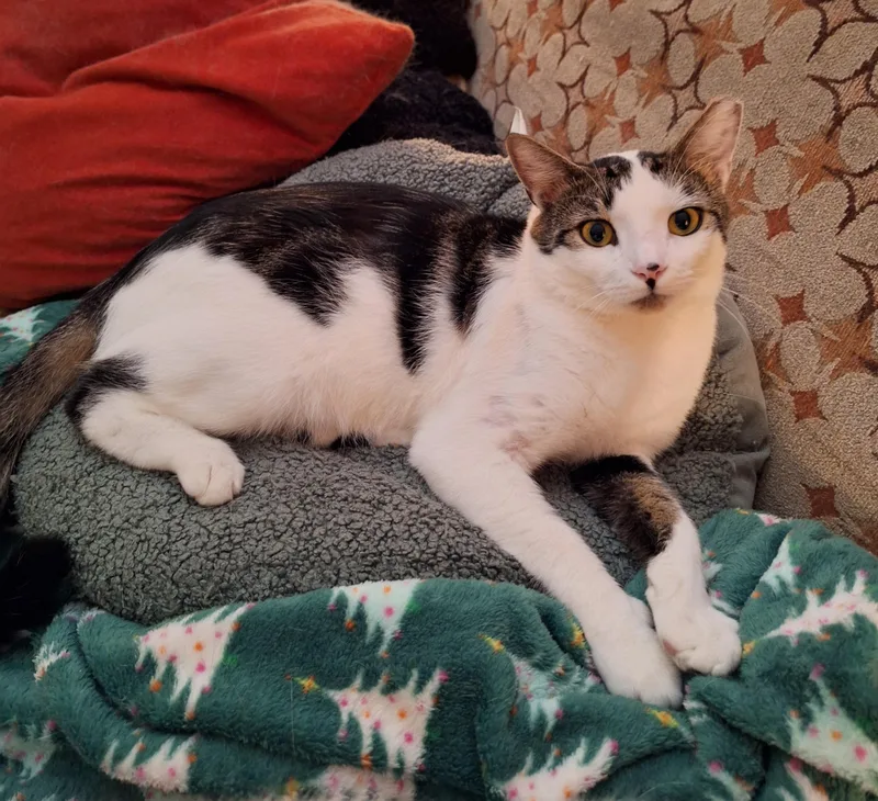 Fernando thumbnail 2