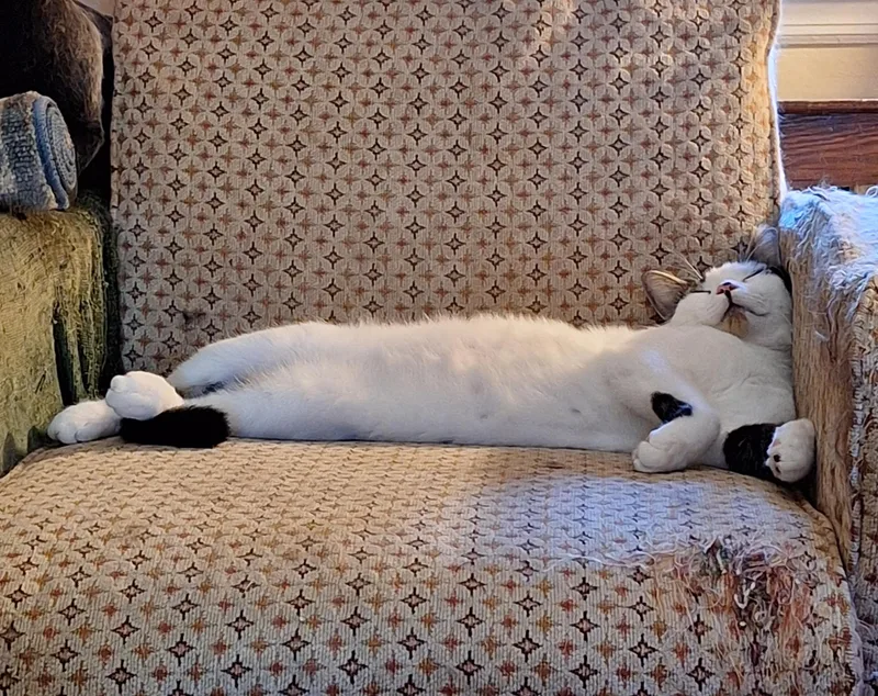 Fernando thumbnail 3