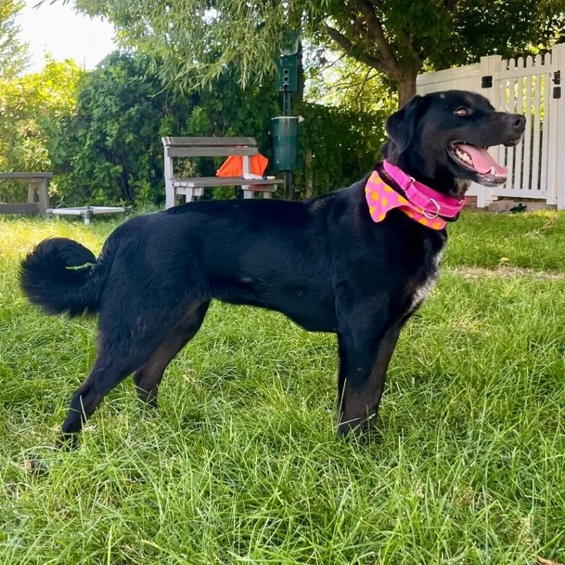 A young medium-sized female Labrador Retriever dog named Sally for adoption in Logan, UT