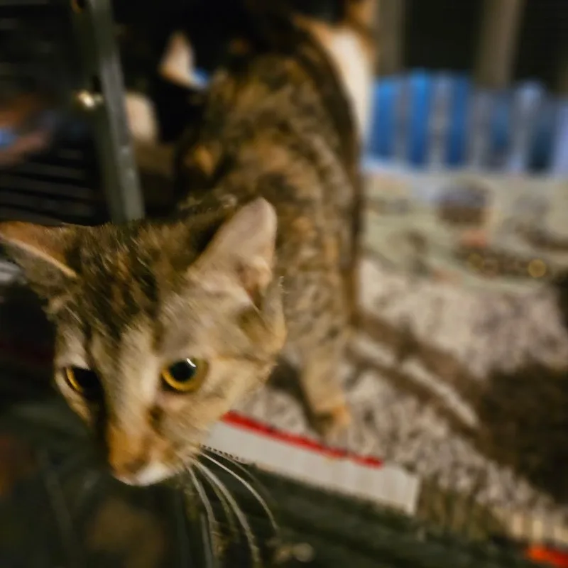 A young small-sized female Domestic Short Hair cat named Ginny for adoption in Ringtown, PA