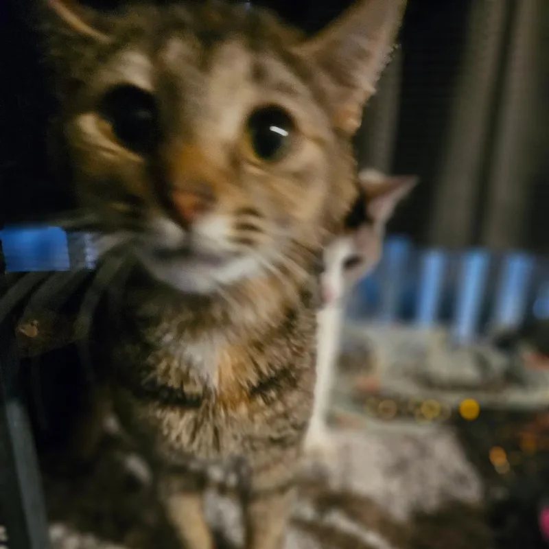 Ginny thumbnail 3