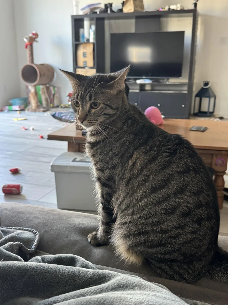 Daphne Bridgerton thumbnail 2