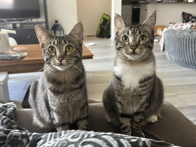 Daphne Bridgerton thumbnail 3