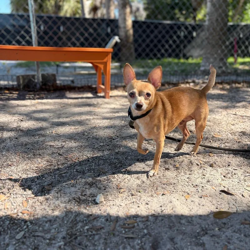 An adult small-sized male Yellow / Tan / Blond / Fawn Chihuahua dog named Poncho for adoption in Port Richey, FL