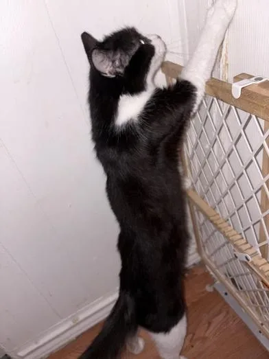 Priscilla thumbnail 3