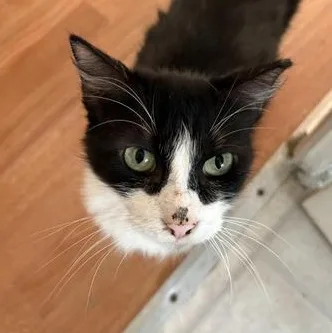 Priscilla thumbnail 4