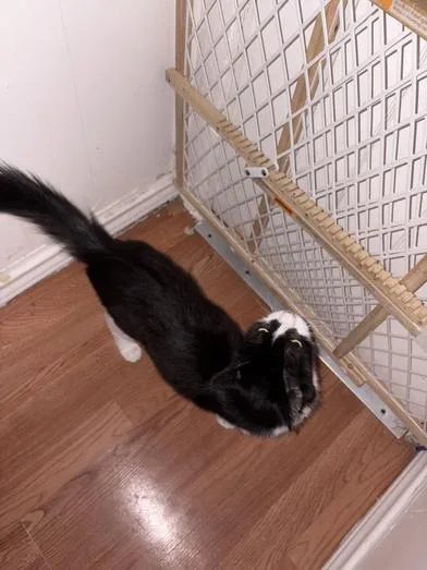 Priscilla thumbnail 5