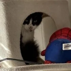 Priscilla thumbnail 6